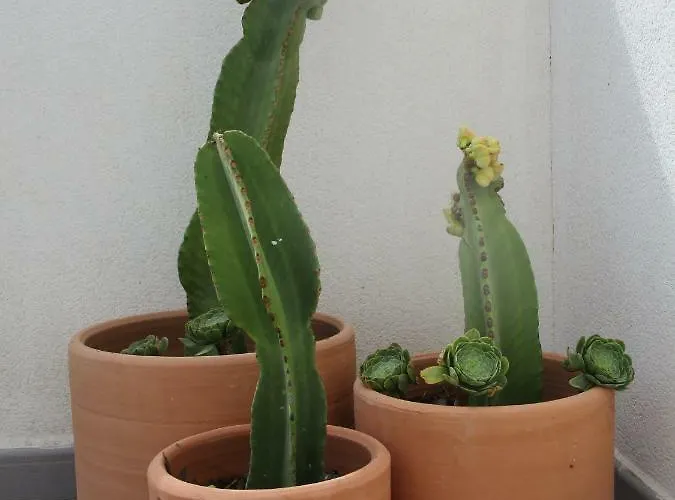 El Malenito